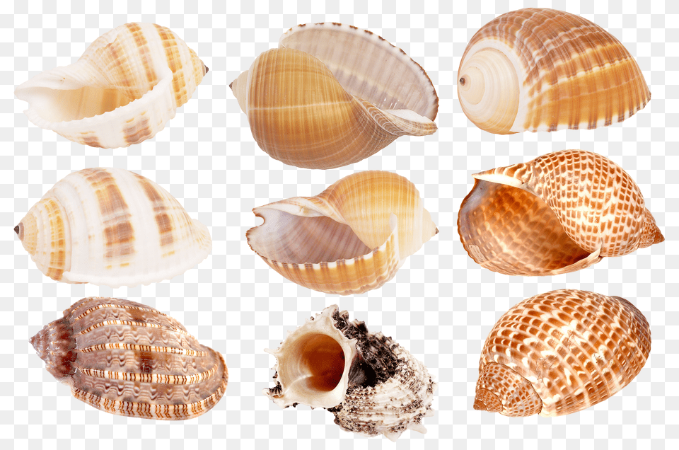 Seashell, Animal, Clam, Food, Invertebrate Free Transparent Png