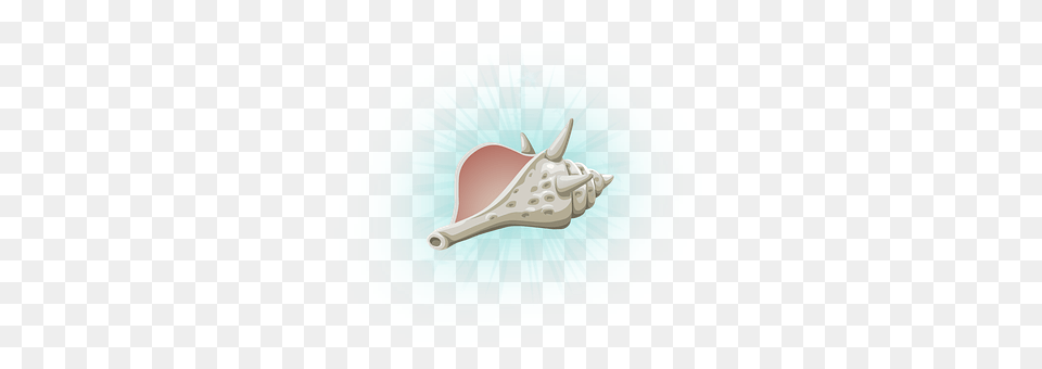 Seashell Animal, Invertebrate, Sea Life, Conch Free Png Download