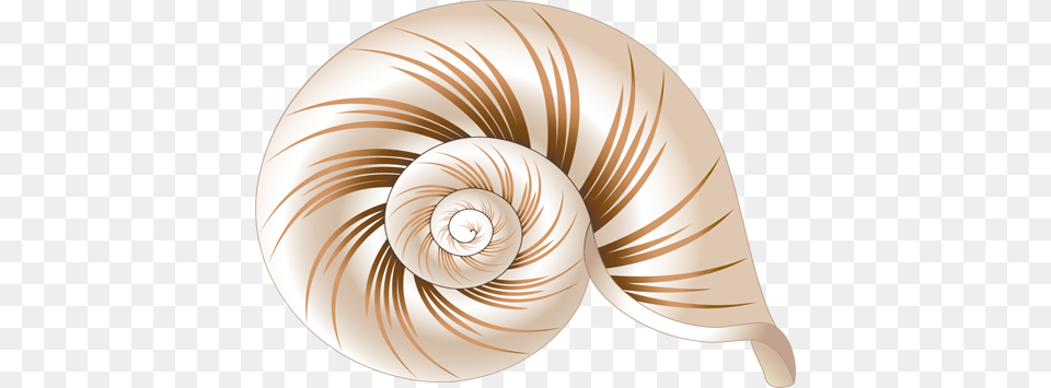 Seashell, Animal, Invertebrate, Sea Life, Snail Png Image