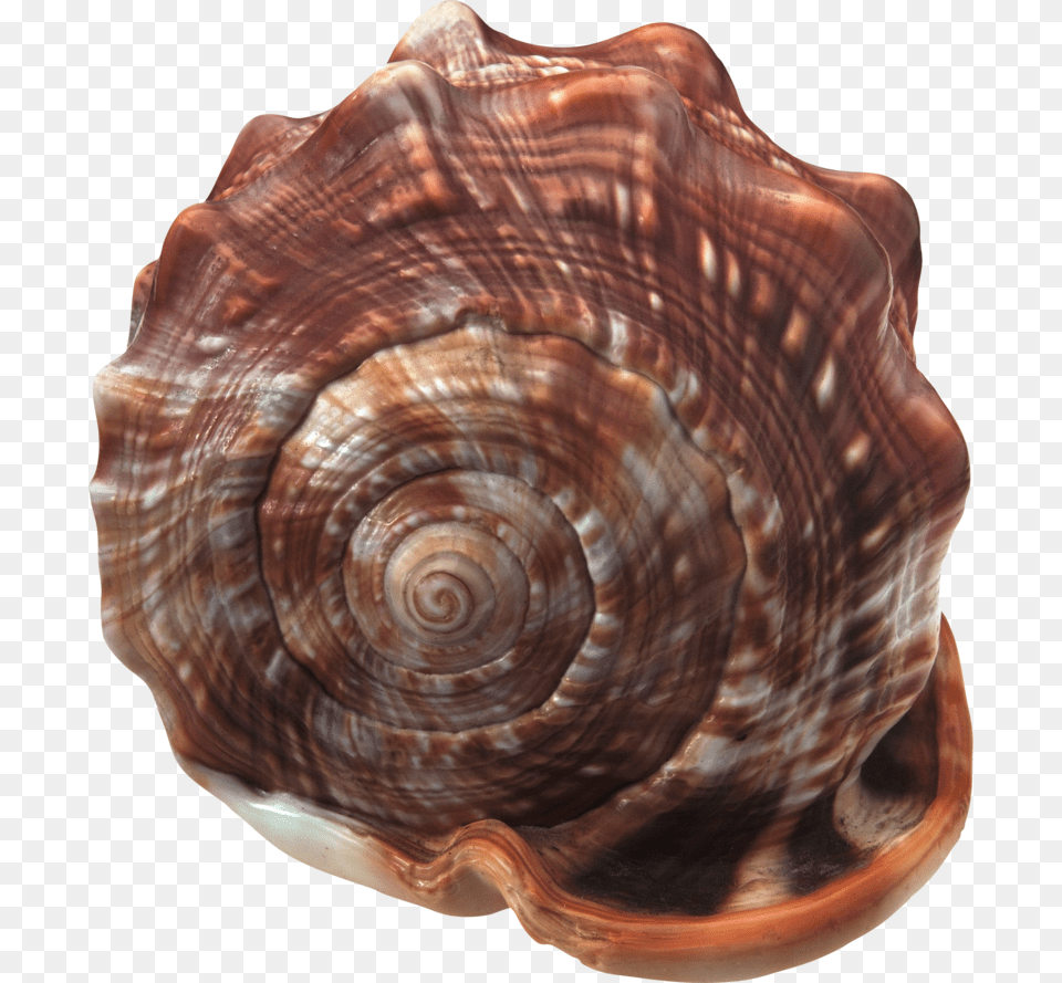 Seashell, Animal, Invertebrate, Sea Life, Insect Free Png