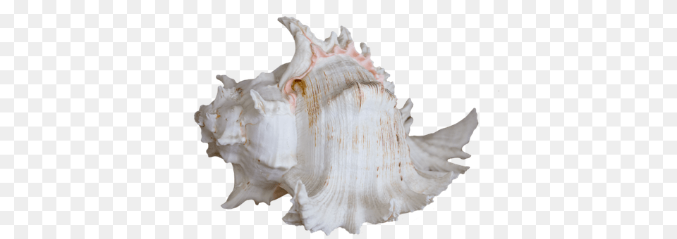 Seashell Invertebrate, Animal, Sea Life, Conch Png