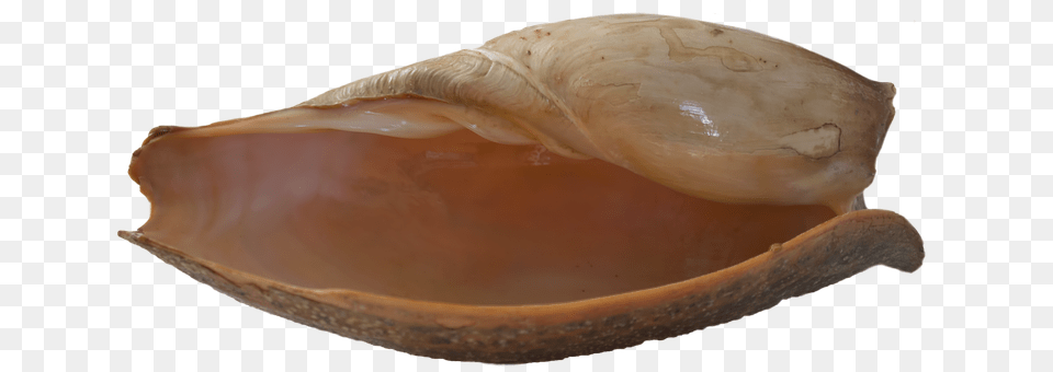 Seashell Animal, Invertebrate, Sea Life, Clam Free Png Download