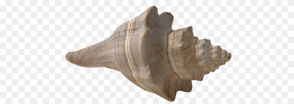 Seashell Animal, Conch, Invertebrate, Sea Life Free Transparent Png