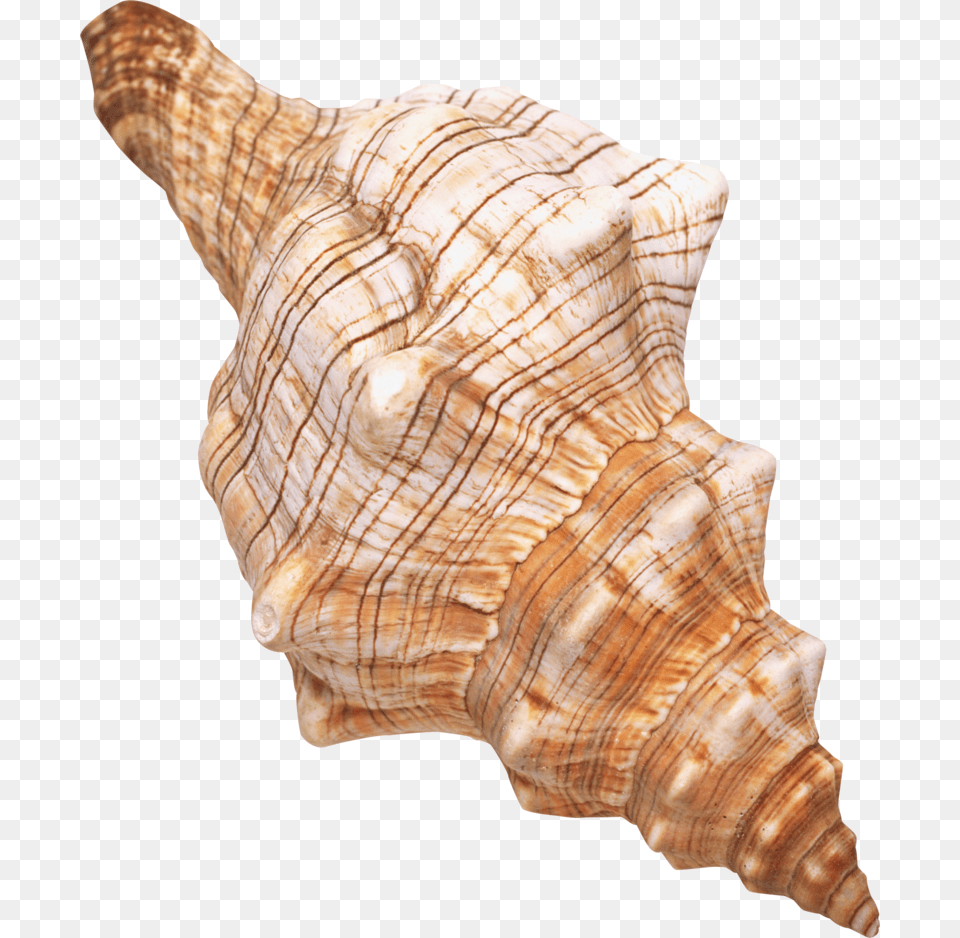 Seashell Background Transparent Sea Shells With Transparent Background, Animal, Conch, Invertebrate, Sea Life Free Png Download