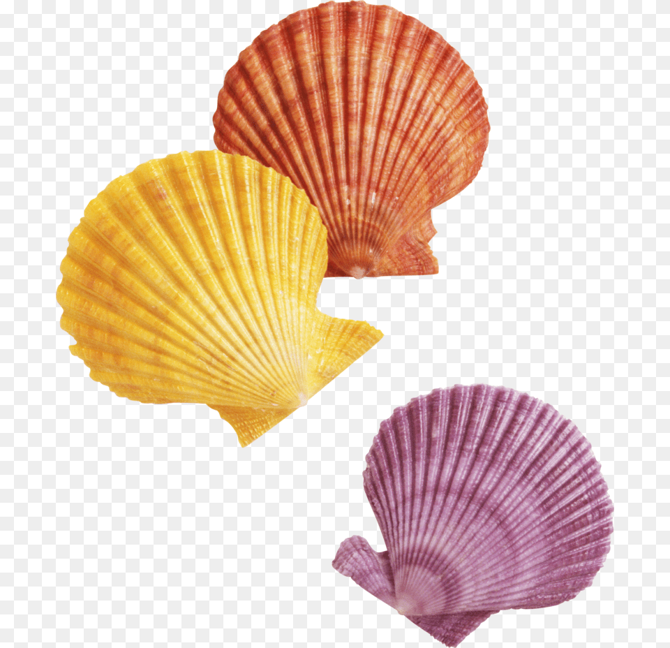 Seashell Background Transparent Transparent Background Seashells Clipart, Animal, Clam, Food, Invertebrate Free Png