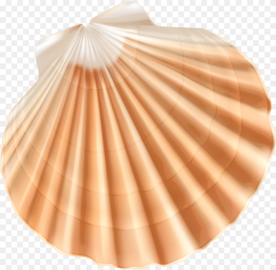 Seashell Clam Clip Art Shell With Transparent Background Free Png Download