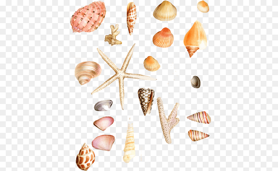 Seashell Clip Art Shell, Animal, Seafood, Sea Life, Invertebrate Free Transparent Png