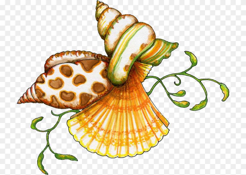 Seashell Clipart, Animal, Invertebrate, Sea Life, Conch Free Png Download