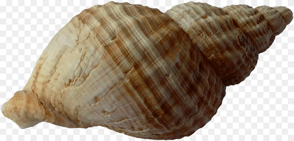 Seashell Clipart Coquillage, Animal, Invertebrate, Sea Life, Conch Free Png
