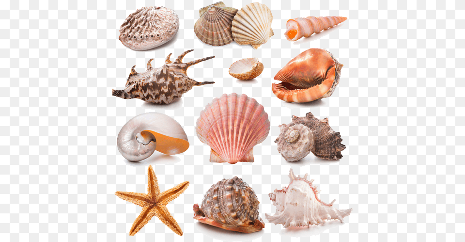 Seashell Collection, Animal, Seafood, Sea Life, Invertebrate Png