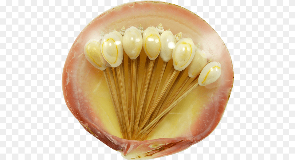 Seashell Company Cocktail Toothpicks In Clam Shell, Animal, Food, Invertebrate, Sea Life Free Png Download