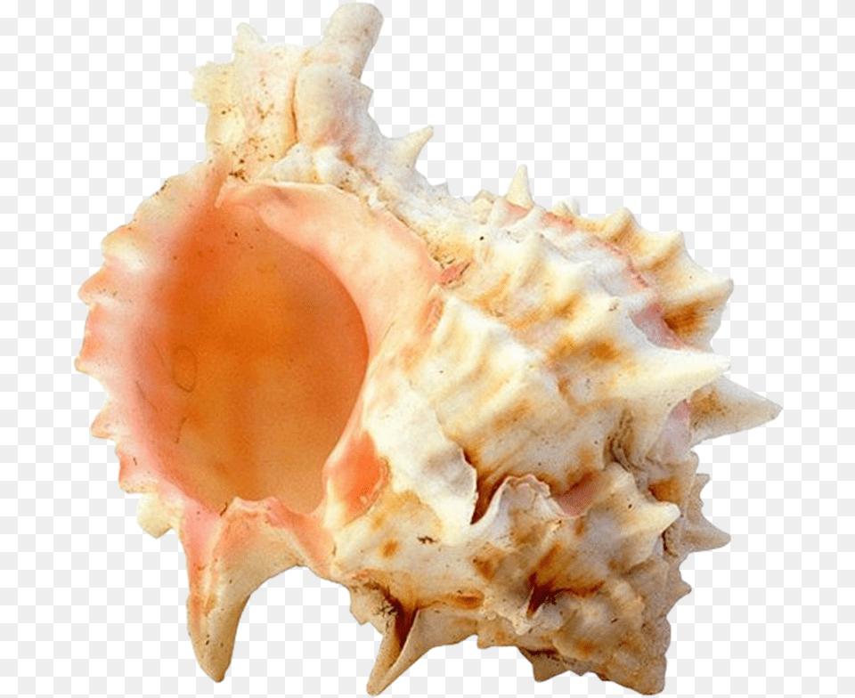 Seashell Image With Transparent Background Krasivie Kartinki Morskoj Zvezdi Na Prozrachnom Fone, Animal, Invertebrate, Sea Life, Conch Free Png Download