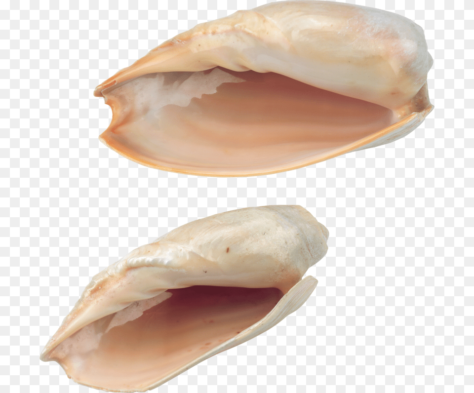 Seashell Download With Transparent Background Seashell, Animal, Clam, Food, Invertebrate Png Image