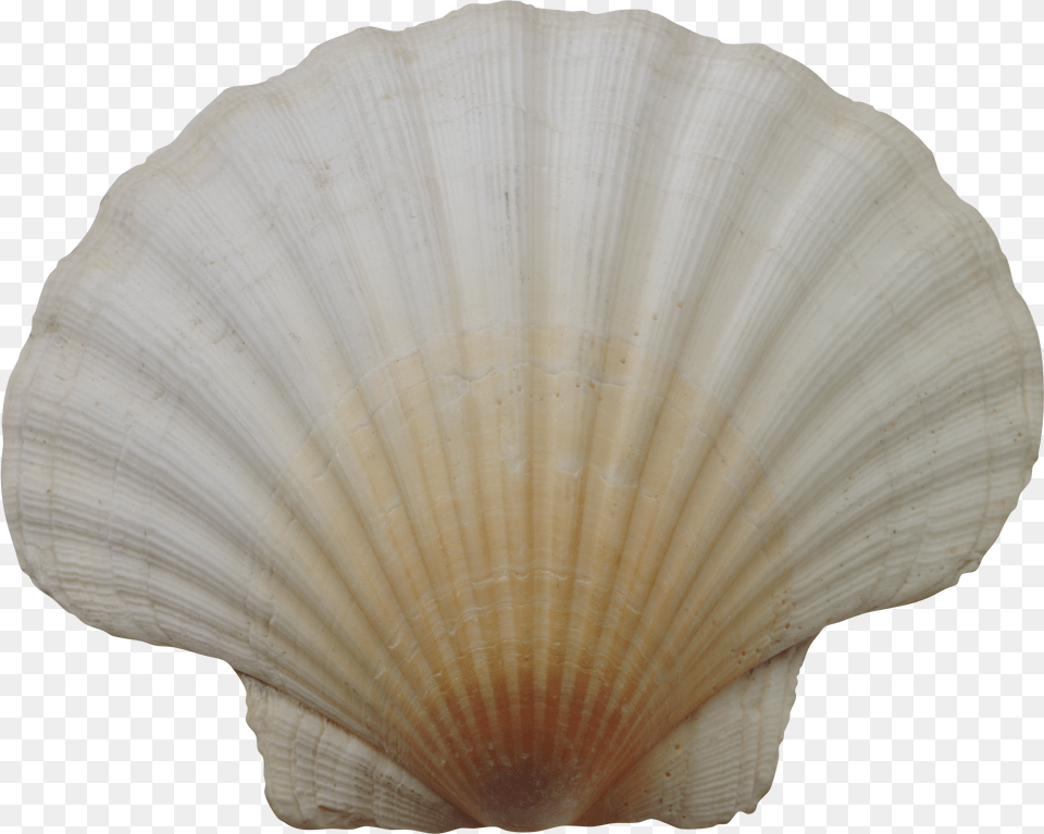Seashell Free Download, Animal, Clam, Food, Invertebrate Png