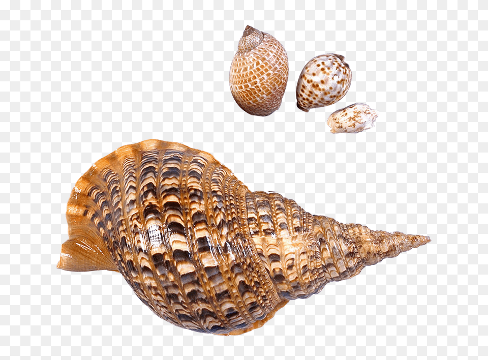 Seashell Images Download Sea Snail, Animal, Sea Life, Invertebrate, Conch Png Image