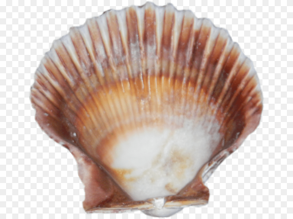 Seashell Images Sea Shell, Animal, Clam, Food, Invertebrate Free Transparent Png