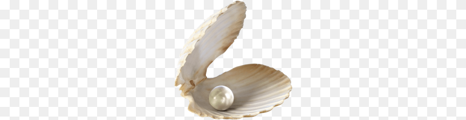 Seashell Images Seashell With Transparent Background, Accessories, Pearl, Jewelry, Food Png Image