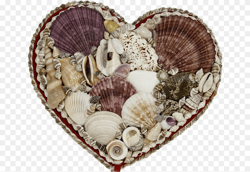 Seashell Jewelry Heart Shaped Box 7x8quot Seashell Shell Jewelry Heart Shaped Box, Animal, Seafood, Sea Life, Invertebrate Free Transparent Png