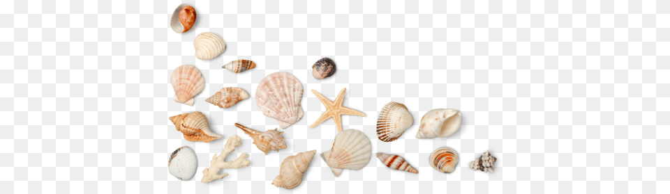 Seashell Photo Depot Beach, Animal, Clam, Food, Invertebrate Free Png Download