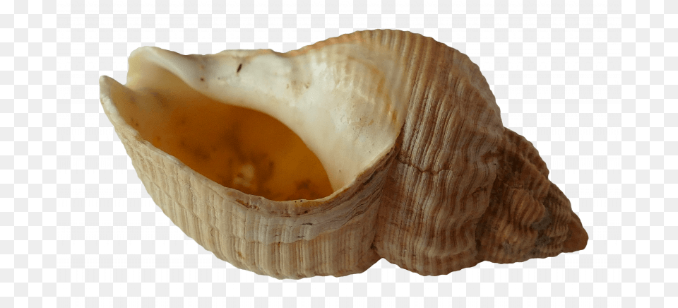 Seashell Pipes Are Not Safe To Smoke Out Of Coquillage Ou On Entend La Mer, Animal, Invertebrate, Sea Life, Conch Free Png Download