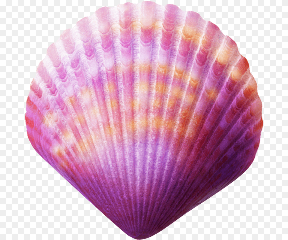 Seashell Purple Clip Art Sea Shell, Animal, Clam, Food, Invertebrate Png Image