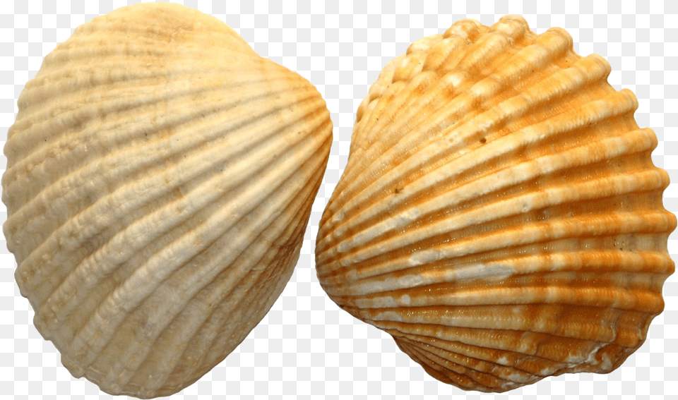 Seashell Royal Dutch Shell Clip Art Seashell, Animal, Clam, Food, Invertebrate Png Image