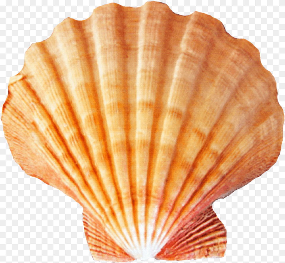 Seashell Sea Shells Transparent Background, Animal, Clam, Food, Invertebrate Free Png Download
