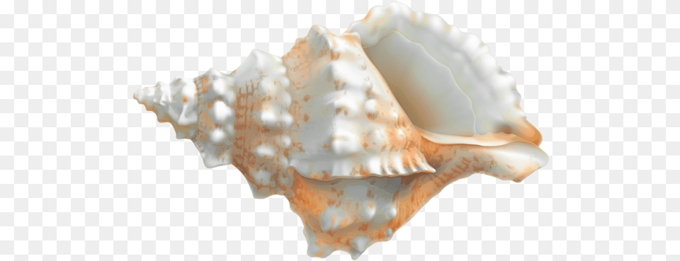 Seashell Seashell, Animal, Invertebrate, Sea Life, Conch Free Png
