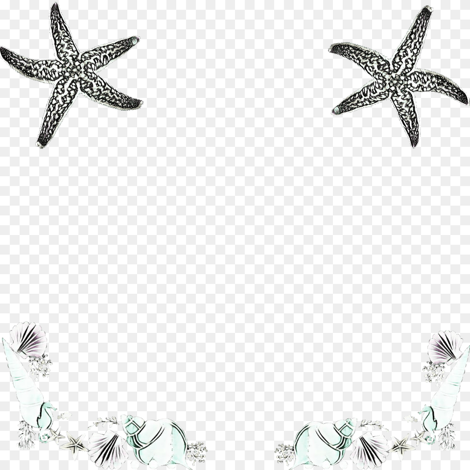 Seashell Seashells Cones Starfish Aquatic Ocean, Animal, Sea Life, Adult, Bride Free Transparent Png