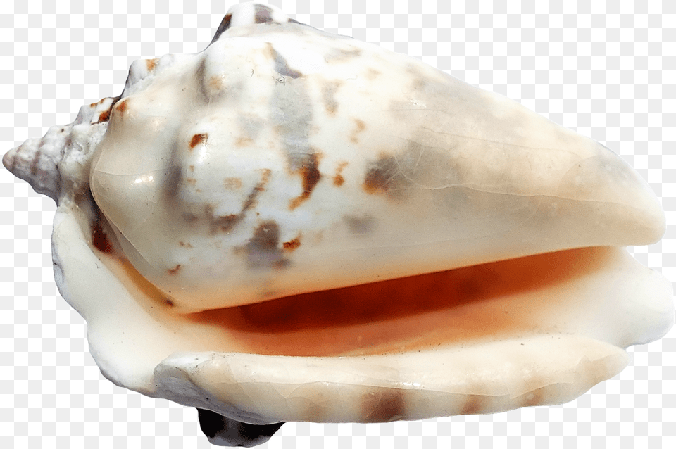 Seashell Seashells On A Ground, Animal, Invertebrate, Sea Life, Conch Png