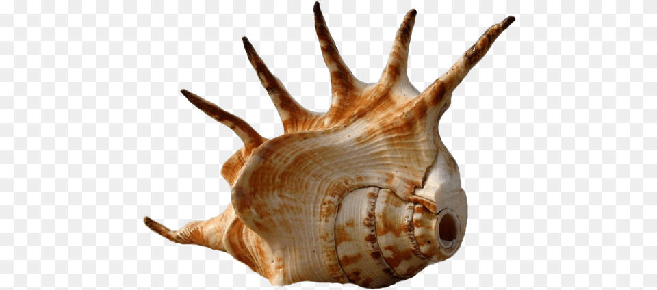 Seashell Shark Bay Beach The Shape Of Shell Photography, Animal, Invertebrate, Sea Life, Conch Png Image