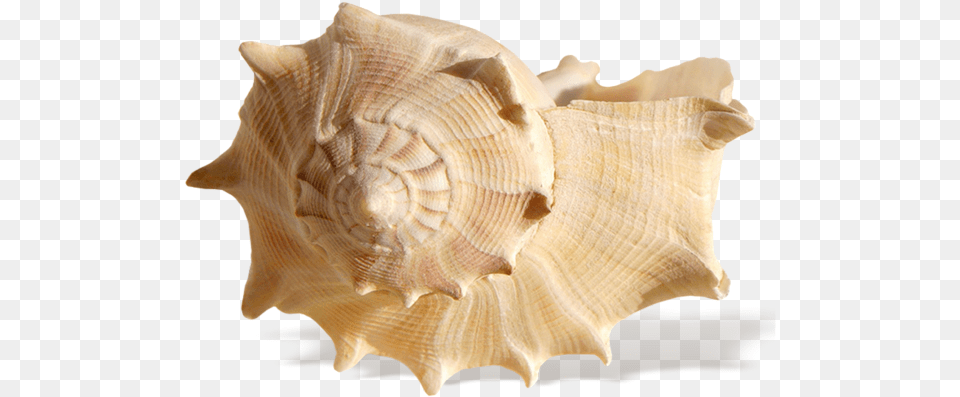 Seashell Shell Sea, Animal, Invertebrate, Sea Life, Conch Png