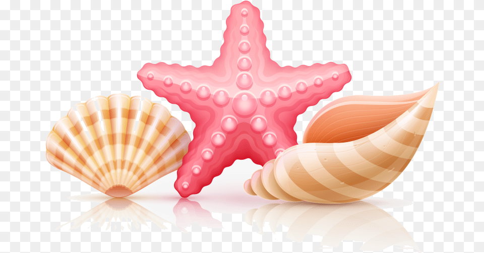 Seashell Starfish And Seashells Clipart Illustration, Animal, Invertebrate, Sea Life Free Transparent Png