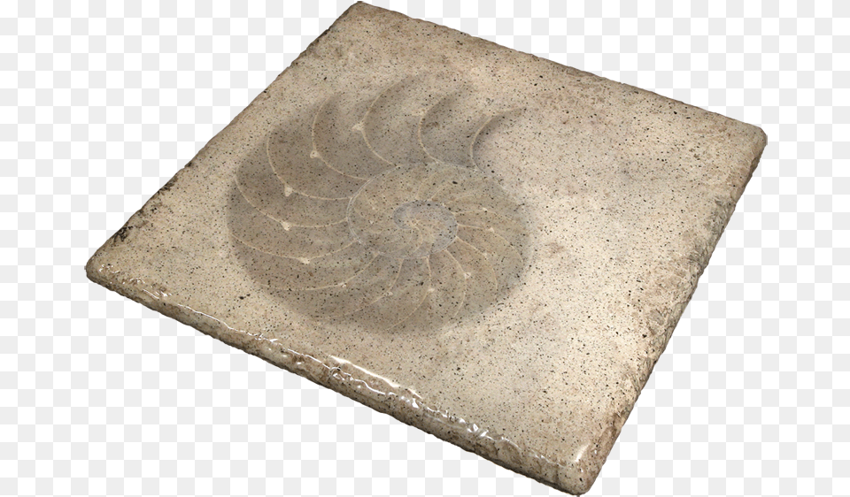 Seashell Stone Table Circle, Fossil Free Png Download