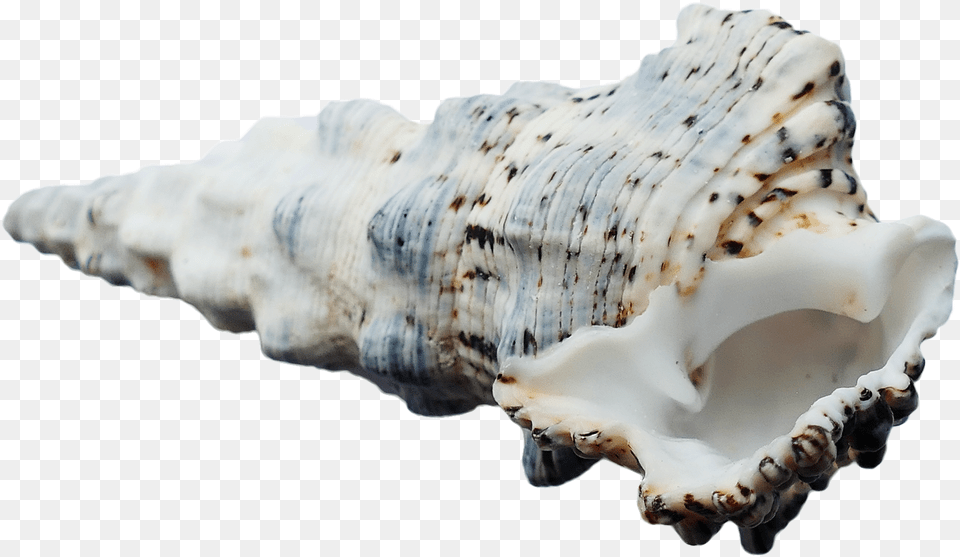 Seashell Transparency, Animal, Invertebrate, Sea Life, Conch Free Transparent Png