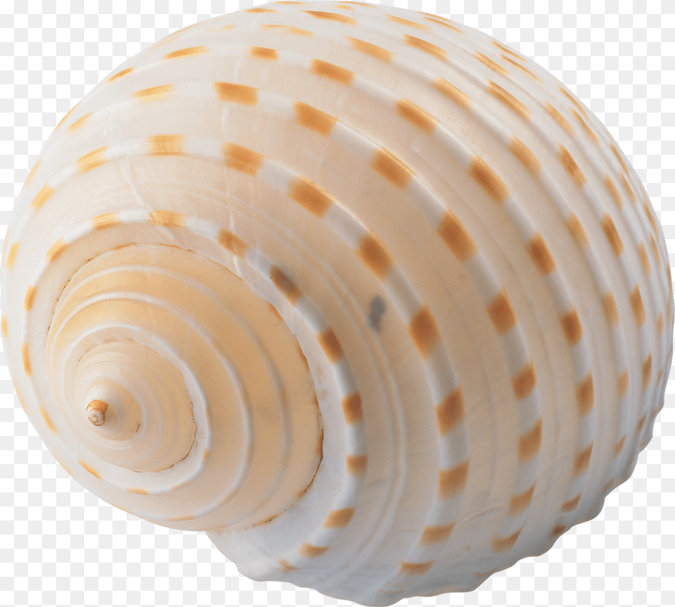 Seashell Transparent Background Seashell, Animal, Clam, Food, Invertebrate Png Image