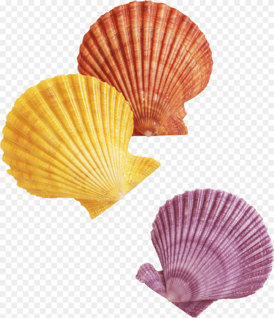 Seashell Transparent Background Transparent Seashells Png