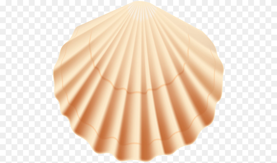 Seashell Transparent Clip Art Image Transparent Background Shell Clip Art, Animal, Clam, Food, Invertebrate Free Png