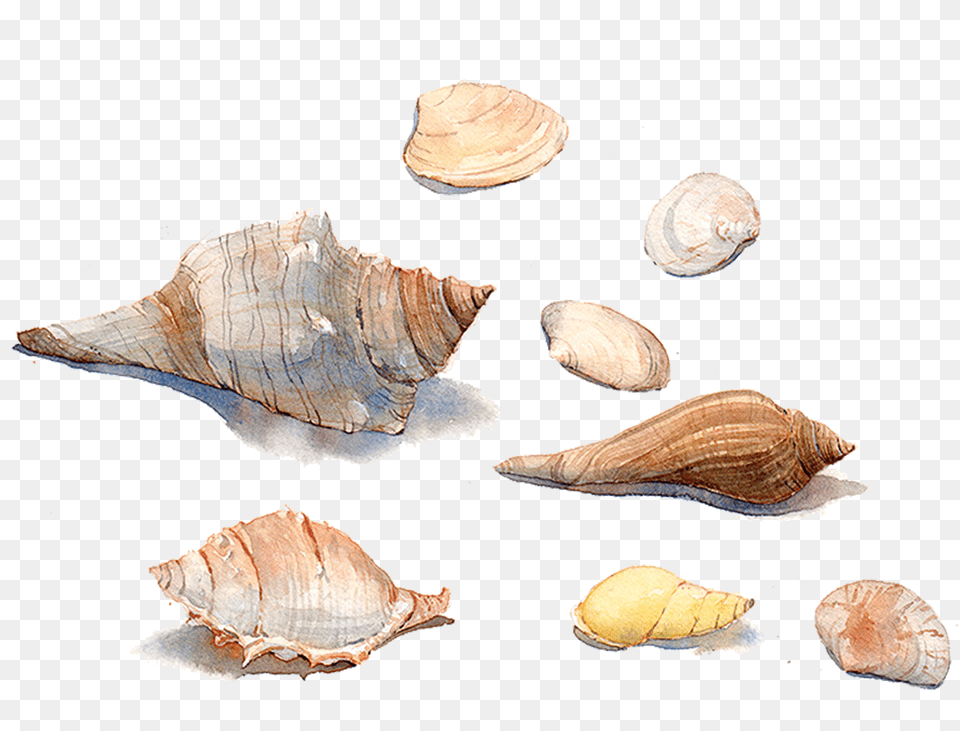 Seashell Watercolor Painting Sea Snail Conchology, Animal, Seafood, Sea Life, Invertebrate Free Png Download