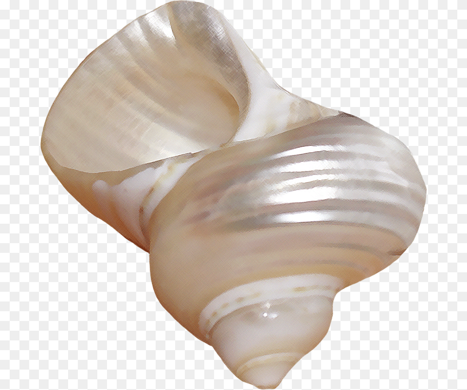 Seashells, Animal, Sea Life, Invertebrate, Seashell Free Transparent Png