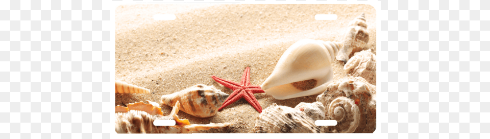 Seashells, Animal, Invertebrate, Sea Life, Seashell Png Image