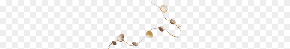 Seashells, Seashell, Animal, Clam, Food Free Transparent Png