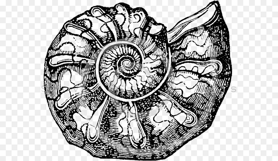 Seashells Ammonite Clip Art, Coil, Spiral Png Image