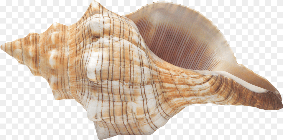 Seashells Clipart Transparent Background Conch, Animal, Invertebrate, Sea Life, Seashell Png