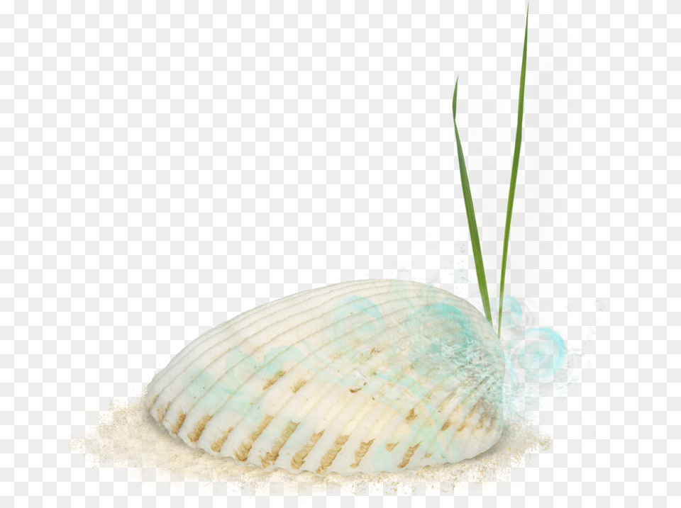 Seashells Cockle, Animal, Clam, Food, Invertebrate Free Png