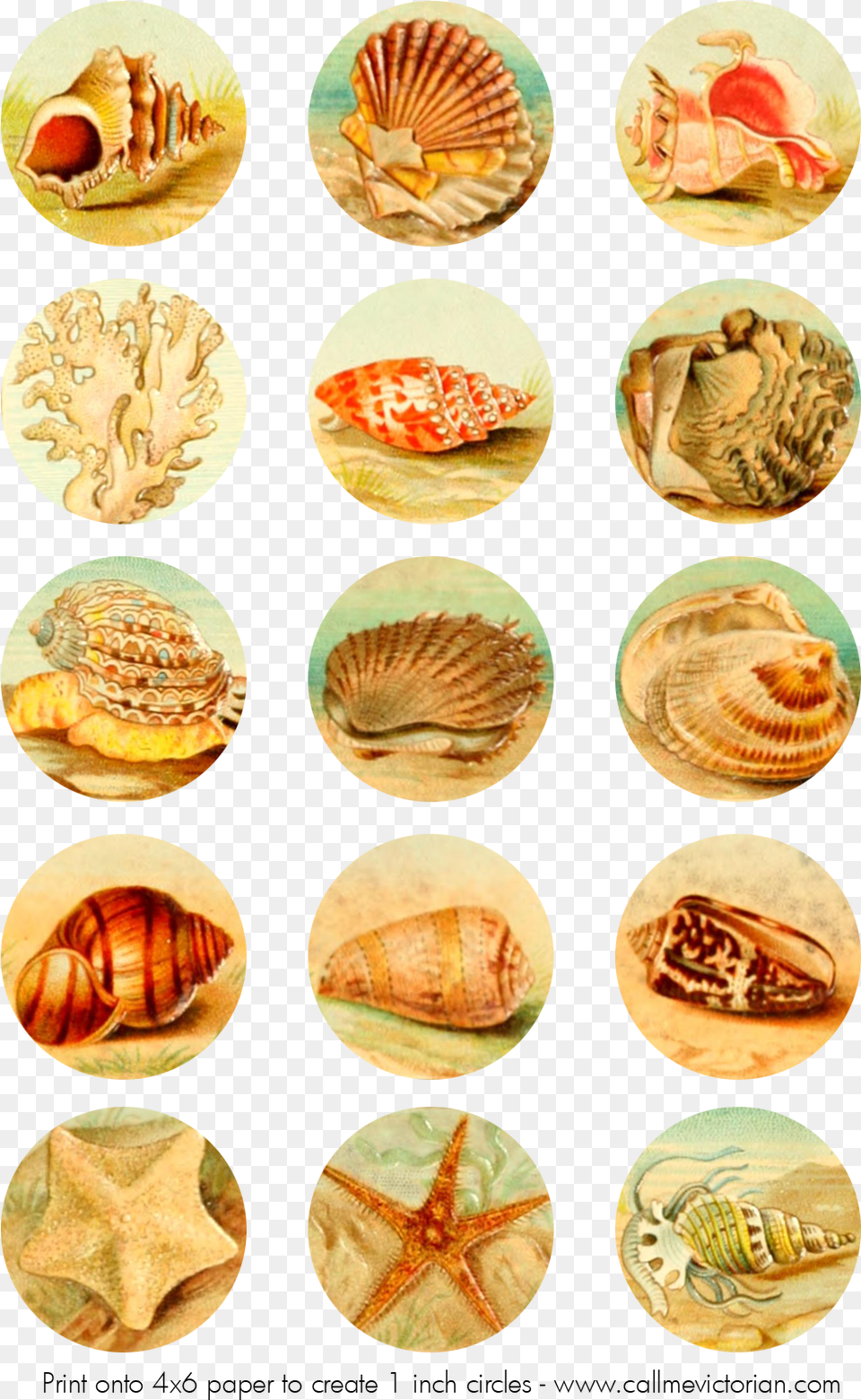 Seashells Digital Collage Sheet Digital Collage Sheets, Animal, Sea Life, Invertebrate, Seashell Free Transparent Png