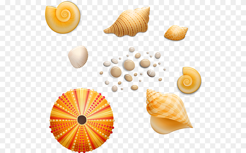 Seashells Shell Beach Seashell, Animal, Sea Life, Invertebrate, Insect Free Png