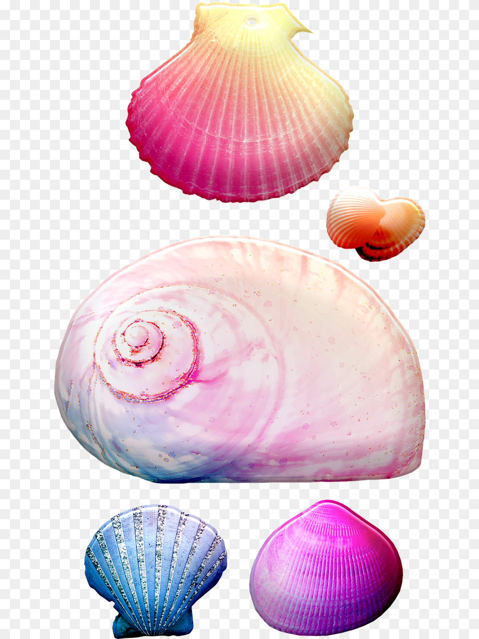Seashells Shells Conch Image On Pixabay, Animal, Clam, Food, Invertebrate Free Transparent Png