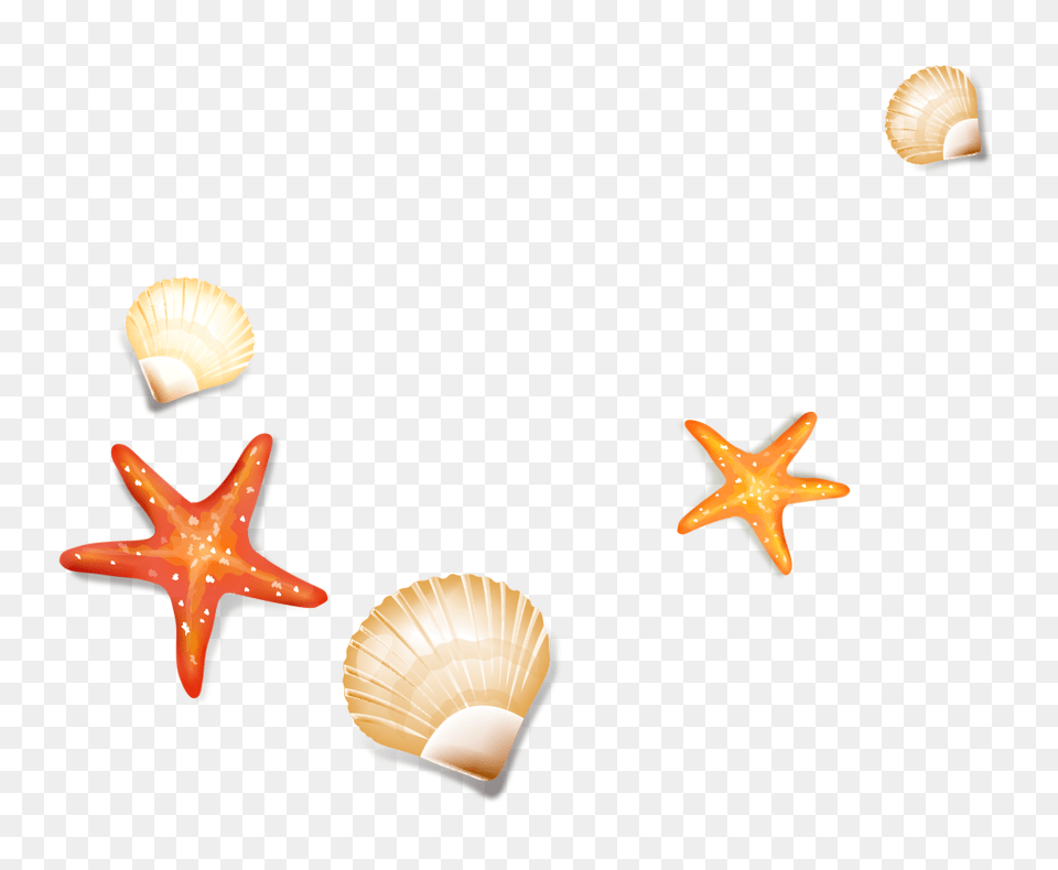Seashells Starfish Sea Ocean Beach Oceanlife Ftesticker, Animal, Invertebrate, Sea Life, Seashell Free Transparent Png