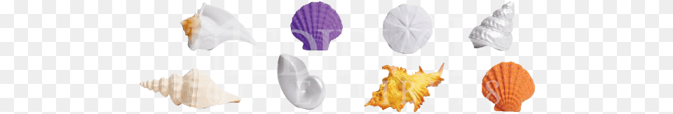 Seashells Toobs, Animal, Invertebrate, Sea Life, Seashell Png Image